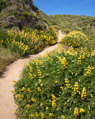 Path through Yellow Bush Lupine in California