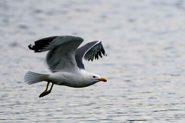 seagull in flight