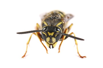 Common wasp, Vespula vulgaris isolated on white background, 