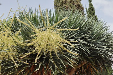 Naklejka premium drakon tree in the garden