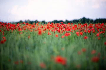 Deurstickers poppy field with sky © Sandra