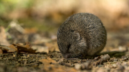 European snow vole or snow vole (Chionomys nivalis) in the wild