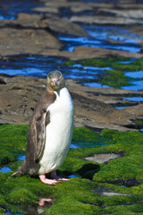 Yellow Eyed Penguin in New Zealand