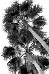 black and white palms isolated on white