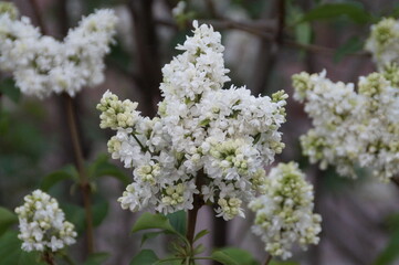 lilac flowers