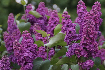 lilac flowers in the garden