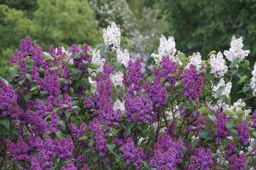 lilac bush