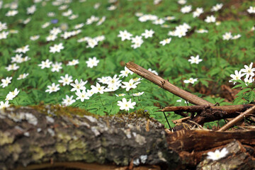 Naklejka na ściany i meble beautiful snowdrops in early spring in the forest 