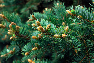young spruce branches. blooming spruce. spruce in spring