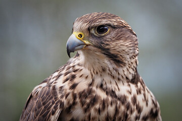 Sakerfalke als Portrait, Seitenansicht, falco cherrug