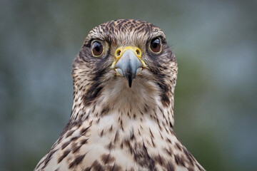 Sakerfalke als Portrait, frontal mit Blick in die Kamera, falco cherrug