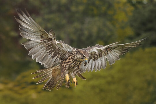 Sakerfalke im Flug vor grünem hintergrund, falco cherrug