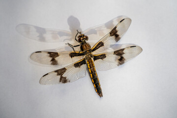 A brown and yellow dragonfly and its faded shadow resting on a white surface