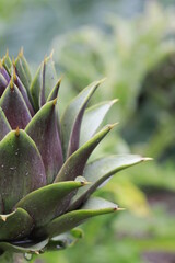 close up of a artichoke