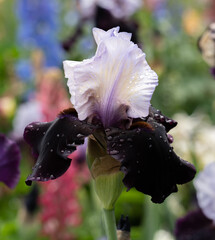 A closeup image of a black and white iris flower