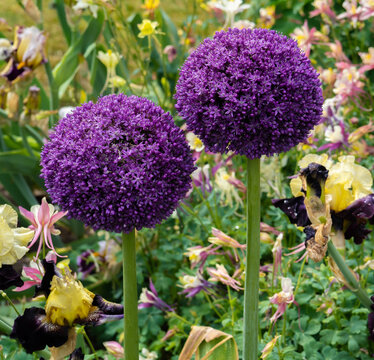 purple alium flowers in a garden in Salem, Oregon