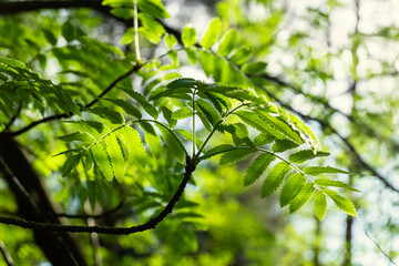 Acacia branch with green leaves on a sunny day in the forest. Close up. Copy space.