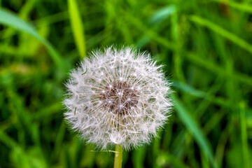 dandelion on green background