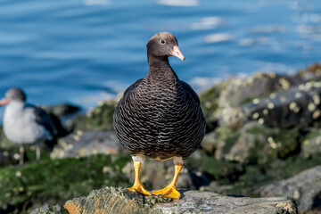 Kelp Goose (Chloephaga hybrida) female on lagoon in Ushuaia, Land of Fire (Tierra del Fuego), Argentina