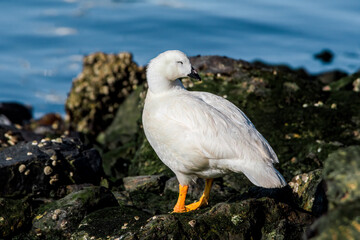 Male of Kelp Goose (Chloephaga hybrida) on lagoon in Ushuaia, Land of Fire (Tierra del Fuego), Argentina