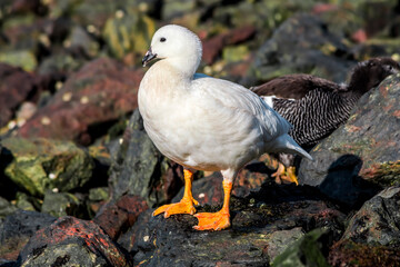 Male of Kelp Goose (Chloephaga hybrida) on lagoon in Ushuaia, Land of Fire (Tierra del Fuego), Argentina
