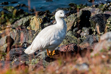 Male of Kelp Goose (Chloephaga hybrida) on lagoon in Ushuaia, Land of Fire (Tierra del Fuego), Argentina
