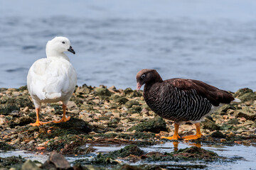 Male (white) and female of Kelp Goose (Chloephaga hybrida) on lagoon in Ushuaia, Land of Fire (Tierra del Fuego), Argentina