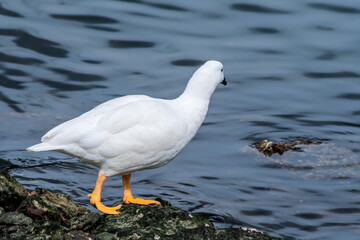 Male of Kelp Goose (Chloephaga hybrida) on lagoon in Ushuaia, Land of Fire (Tierra del Fuego), Argentina