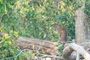 The jaguar (Panthera onca)