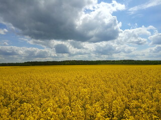 Naklejka premium landscape of canola or rapeseed farm field