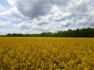 Obraz premium landscape of canola or rapeseed farm field 