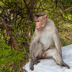 Bonnet Macaque by the Roadside