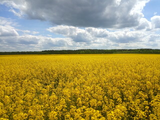 Fototapeta premium landscape of canola or rapeseed farm field