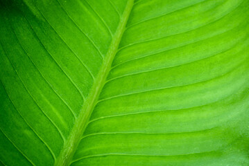 Green Leaf Texture background,