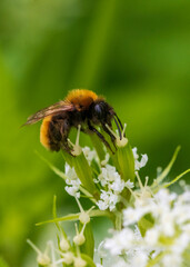 bee on a flower