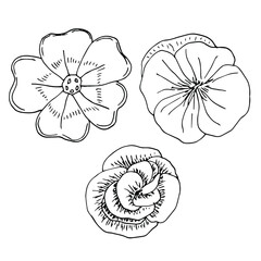 Set of indoor flowers primrose, pelargonium, begonia, vector illustration, hand drawn sketch