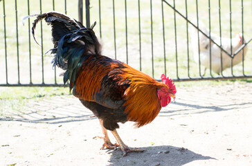 Beautiful Rooster on nature background. Free Range.