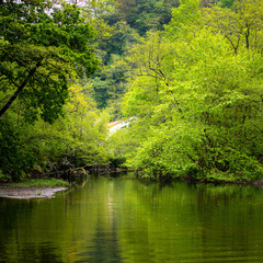 Fototapeta na wymiar Tranquil waters of forest lake with shiny reflection of spring green leaves