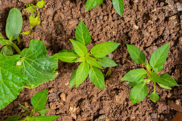 Top view pepper seedlings plants on natural soil background