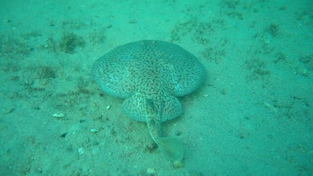 A stingray hanging out on sand bottom