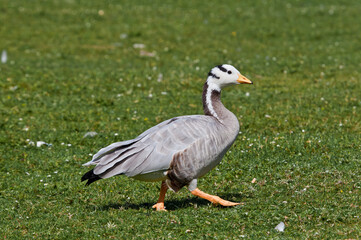 Feral Bar-headed Goose (Anser indicus) in park, Keil, Schleswig-Holstein, Germany