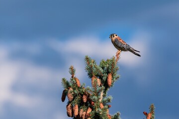 Portrait of an American Kestrel atop a Blue Spruce tree filled with pine cones, framed by an ominous, yet beautiful changing sky.