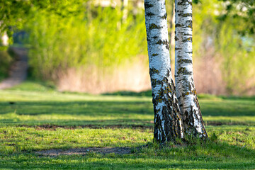 birch grove on the river in the spring on a sunny day, the edge of the forest with grass
