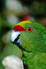 Yellow-fronted Parakeet (Cyanoramphus auriceps)