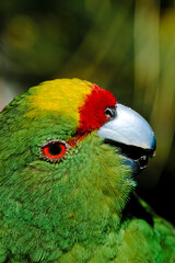 Yellow-fronted Parakeet (Cyanoramphus auriceps)