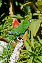 Yellow-fronted Parakeet (Cyanoramphus auriceps)