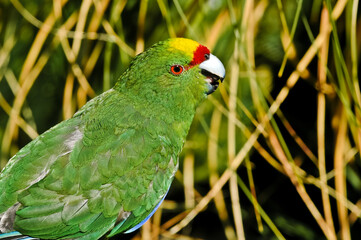 Yellow-fronted Parakeet (Cyanoramphus auriceps)