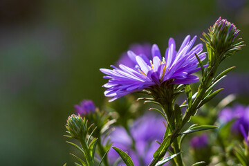 purple Aster flower in the field, closeup and selective focus against green soft background - obrazy, fototapety, plakaty