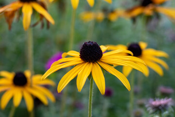 Yellow flowering sunflowers (Rudbeckia), also coneflower or black eyed susan, close up and selective focus