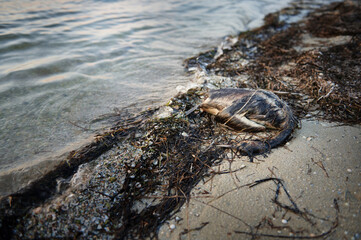 Dead swan, shrouded in algae on the sandy polluted bank of the estuary. Ecological disaster. Ocean's Day concepts